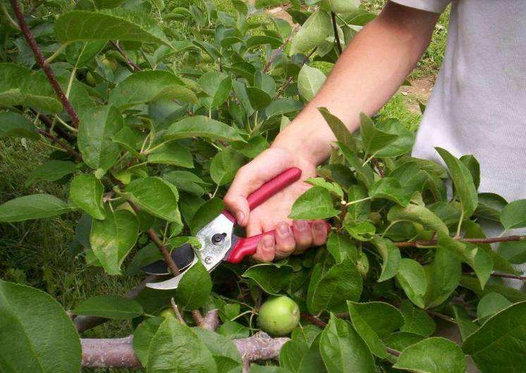 硫磺粉在农业种植领域拥有良好应用